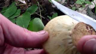 Leather Veiled Bolete 2013