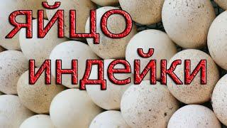 Яйцо ИНДЕЙКИ для инкубации. ГДЕ купить инкубационное яйцо?