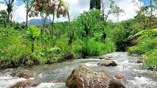 Escape to Nature: Serene River Stream and Green Surroundings for Deep Relaxation - ASMR in river