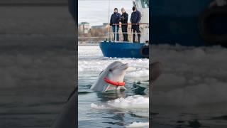 Dolphin with red ring around its neck #animals #shorts