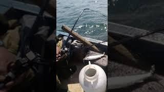Омуль на удочку