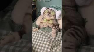Naughty Cats Funny Video #cat #cute #kitten #funny #shorts #Catsology26