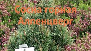 Сосна горная Алпенцверг (pinus mugo alpenzwerg)  обзор: как сажать, саженцы сосны Алпенцверг