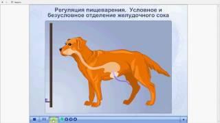 Условные и безусловные рефлексы по выработке желудочного сока