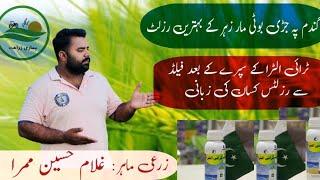 Wheat herbicide Results||Triultra by ICI Pakistan on Early Wheat||#agriculture #wheat #triultra