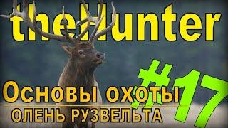 the Hunter - Олень Рузвельта [Основы охоты] #17