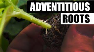 Adventitious Roots Explained - Garden Quickie Episode 53