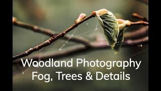 Foggy Woodland Photography | Trees & Details in Fog | Geoff Moore Photography