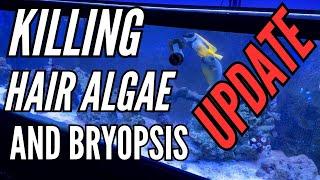 How To get rid of Green Hair Algae in saltwater aquarium - FLUX RX 2