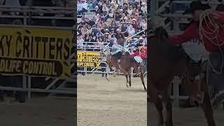 Bucking Bronco - Homestead Rodeo #rodeo #bucking #horse
