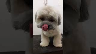 puppy cut style..shih tzu cute nya