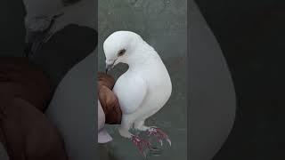 Low flyer kabootar #pigeon #ustadranatayyab #kabootar #lowflyer