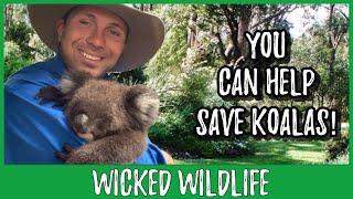 5 Ways YOU Can Help Koalas