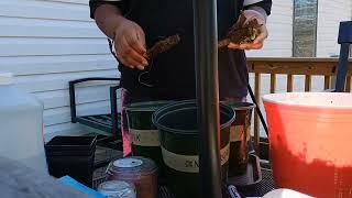 Potting up peony roots