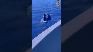 Dolphin dance in Maldives  #trending #shorts #viralvideo #dolphin