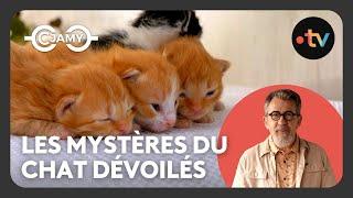 Chats : leurs mystères dévoilés - Le monde merveilleux des animaux terrestres - C Jamy