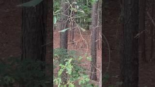 Doe & Fawn in our woods this evening! #deer #wildlife #conservation #bambi 