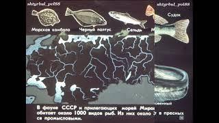 Диафильм "ЗНАЧЕНИЕ РЫБ И ОХРАНА РЫБНЫХ БОГАТСТВ"
