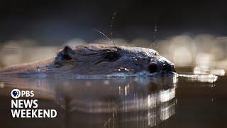 Wild beavers return to England’s countryside centuries after their extinction