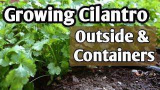 Growing Cilantro in Containers & Outdoors-Cool Hearty Herb