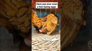 See how hen Lay eggs #viralvideo #shorts #satisfying #agriculture #hen #eggs