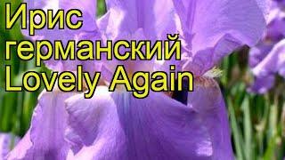 Ирис германский Снова Прекрасный. Краткий обзор, описание характеристик iris germanica Lovely Again