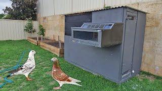 My Small Pigeon Loft Tour  (Dimensions & Building It)