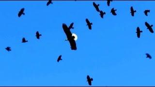 Bald Eagle Attacked By Flock (Murder) of Crows