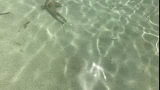 Black Tip Baby Reef Shark