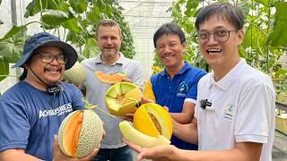 PINAKA MATAMIS na MELON using PROTECTIVE CULTIVATION sa PINAS - PAANO ba Talaga  KIKITA Dito?