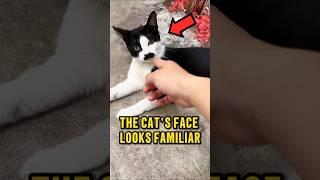 THIS CAT Is a REINCARNATION from the Past 