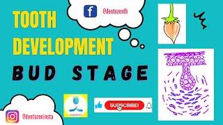 Bud Stage of Tooth Development | Stages of Tooth Development | Ectomesenchymal Condensation