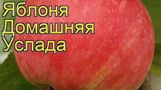 Яблоня домашняя Услада. Краткий обзор, описание характеристик, где купить саженцы