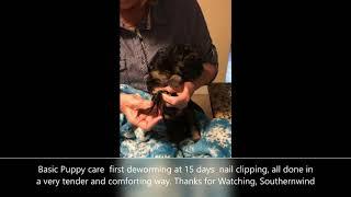 Puppy wormings and Nail Clipping Large