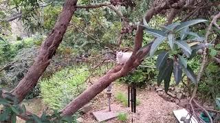 Kisa and Lucy climbing on tree