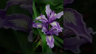 Самые красивые ирисы️ #shorts #ирисы #красивые #irises #iris #irish #irishmusic