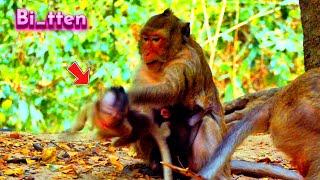 Poorest Baby Monkey Really Bru_tally Bi_tten By Old Female Monkey ! Vānarāḥ-KH