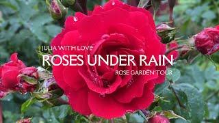 #202 Rose Garden Tour 2024: Roses under Rain | Through the Scents