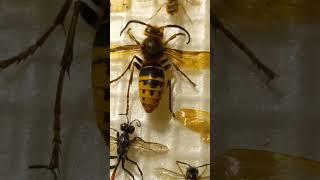 Big & Small Wasps: Who Can Sting and Who Never Sting? Do you Know? Kyiv, Ukraine.