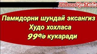 Биогумусда Памидор экаяпмиз Биогумус Тожикистон Истаравшан. Biogumusda pamidor ekayapmiz Biogumus Tj