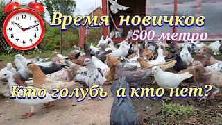 Голуби пришло время новичков(командировка) Doves it's time for beginners (business trip)