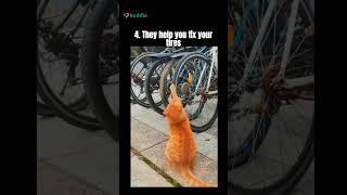 Typical orange cat behaviour