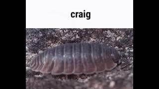 isopod core