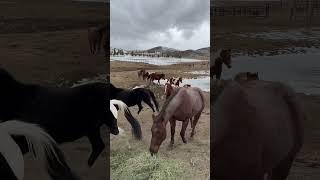 Winters!  #horse #ranch #horsemanship #ranchlife #grandlakecolorado #colorado #lake