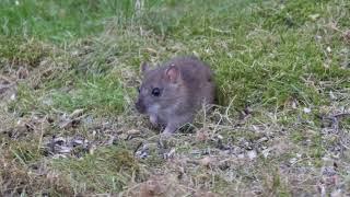 A mouse tail. A fine day in the garden!