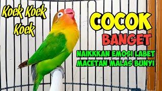 SUARA BURUNG LOVEBIRD NGEKEK PANJANG, PALING COCOK BUAT PANCING EMOSI LABET MACETAN YANG MALAS BUNYI