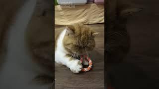 Кот хрюкает)) #shorts