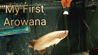 195G Jardini Arowana tank showcase! | 17/07/2020 | Terrill Herrmann