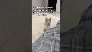 Звуки для котов звуки для кошек