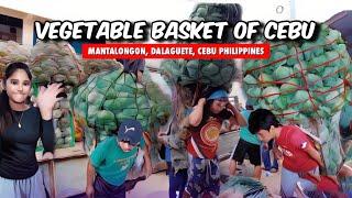  [HD #CEBU  ] Cebu's Vegetable Basket : Mantalongon, Dalaguete, Cebu Philippines